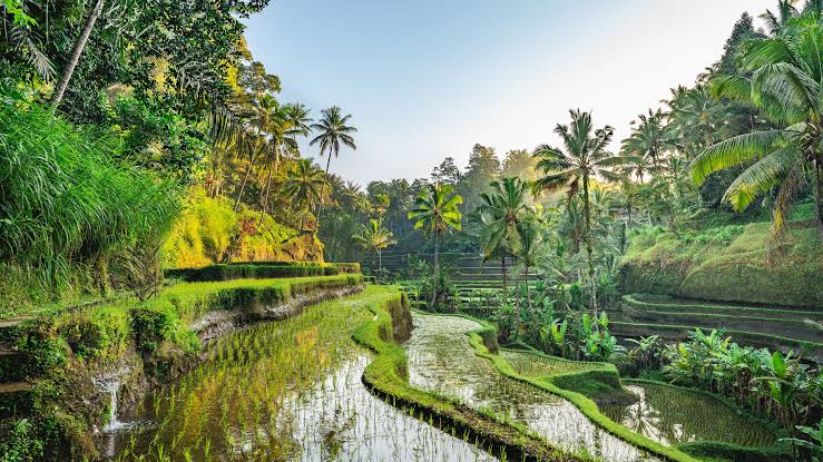 Bali Tropical Escape